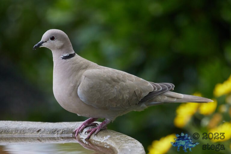 Eurasian Collared Dove
