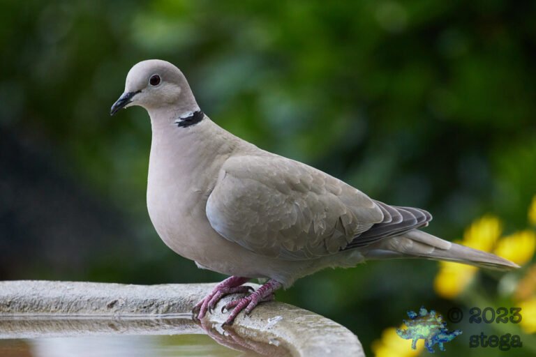 Eurasian Collared Dove