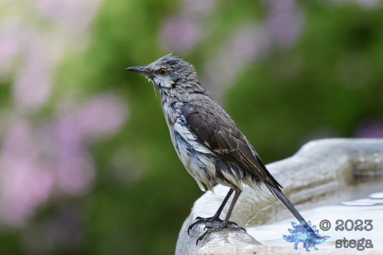 Northern Mockingbird