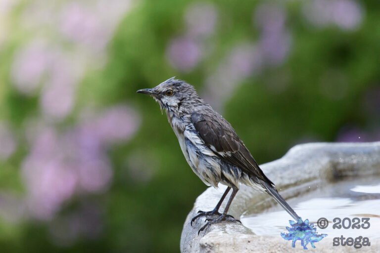 Northern Mockingbird