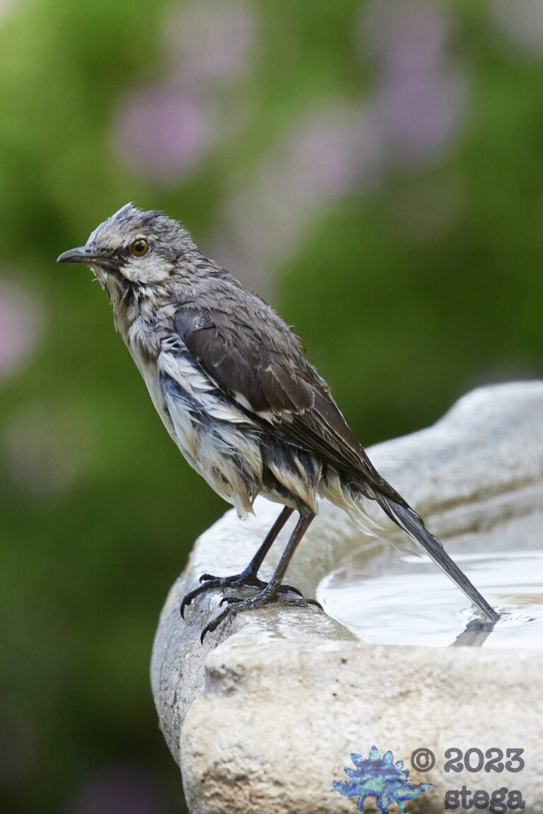 Northern Mockingbird