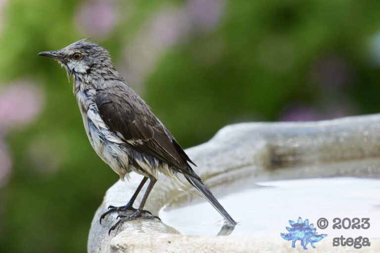 Northern Mockingbird