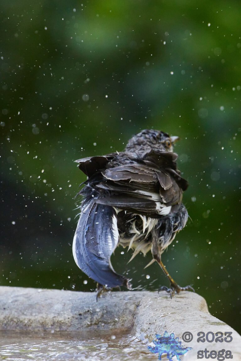 Northern Mockingbird