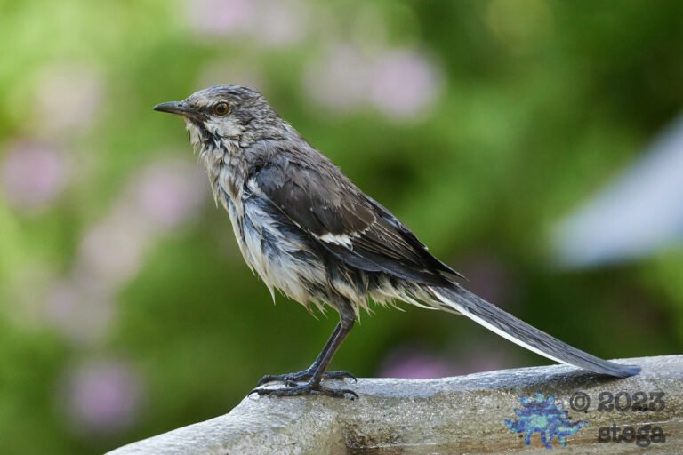 Northern Mockingbird