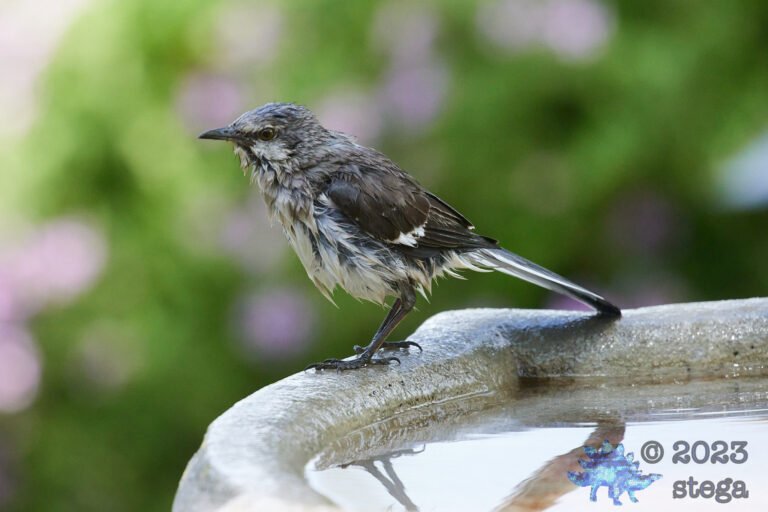 Northern Mockingbird