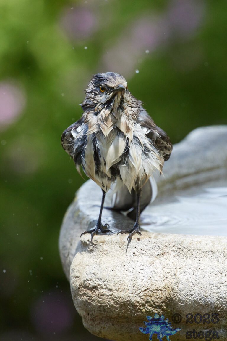 Northern Mockingbird