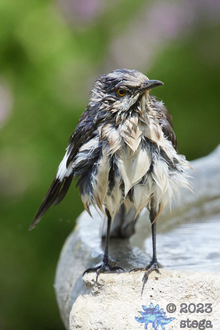 Northern Mockingbird