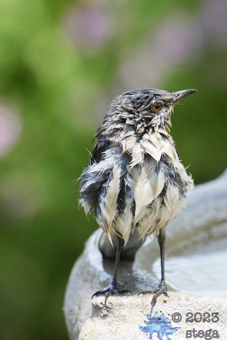 Northern Mockingbird