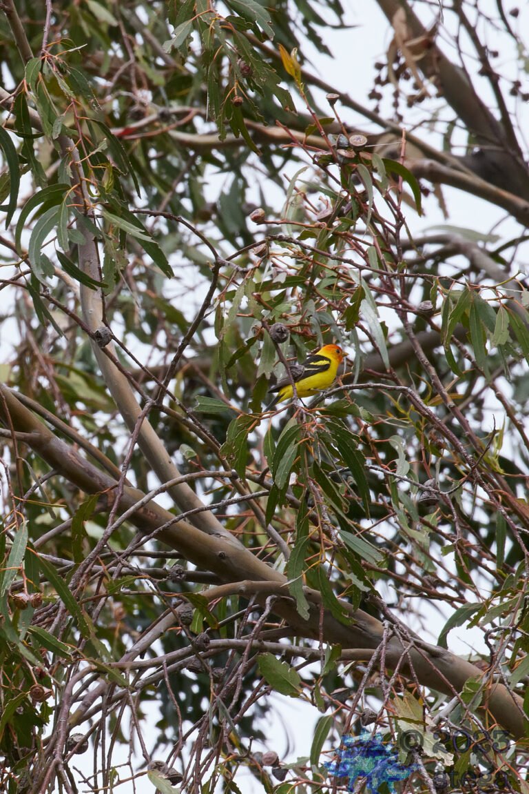 Western Tanager