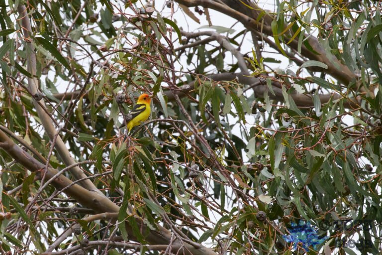 Western Tanager