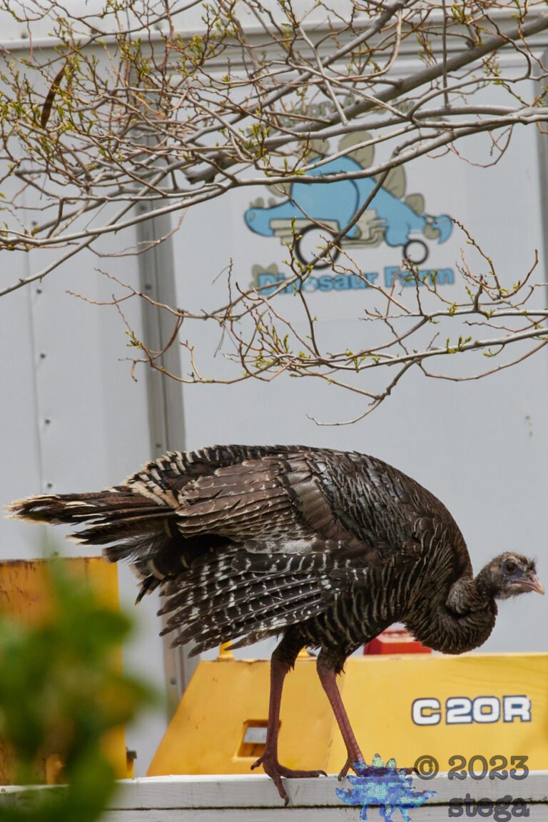 Wild Turkey