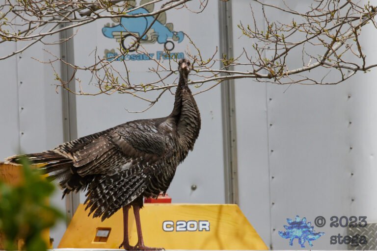 Wild Turkey
