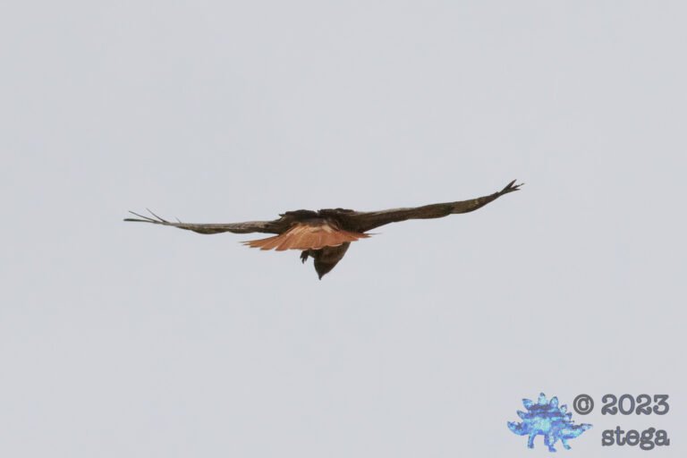 Red-Tailed Hawk