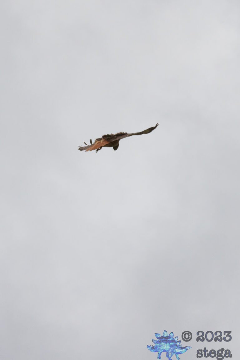 Red-Tailed Hawk