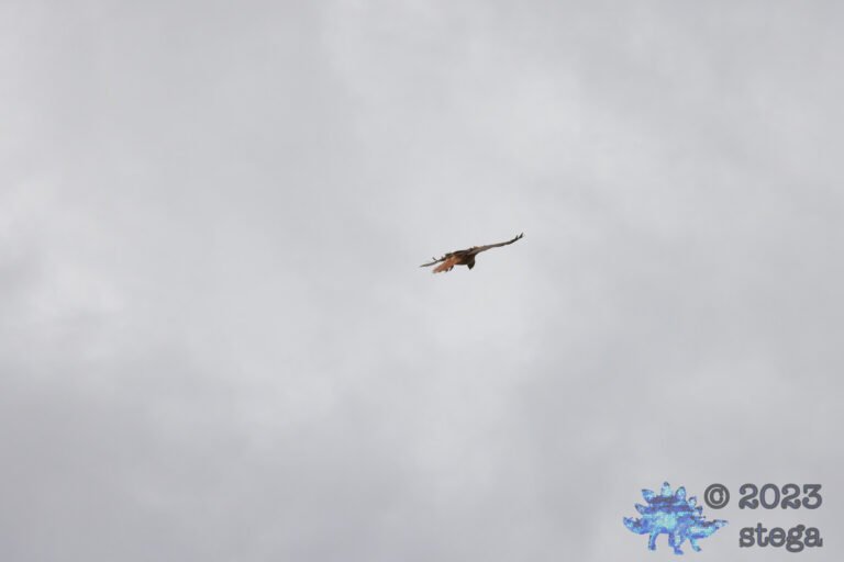 Red-Tailed Hawk