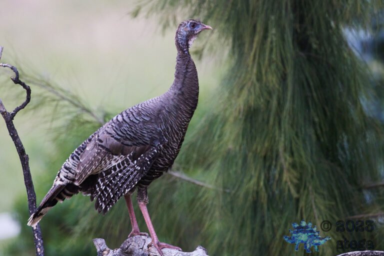 Wild Turkey