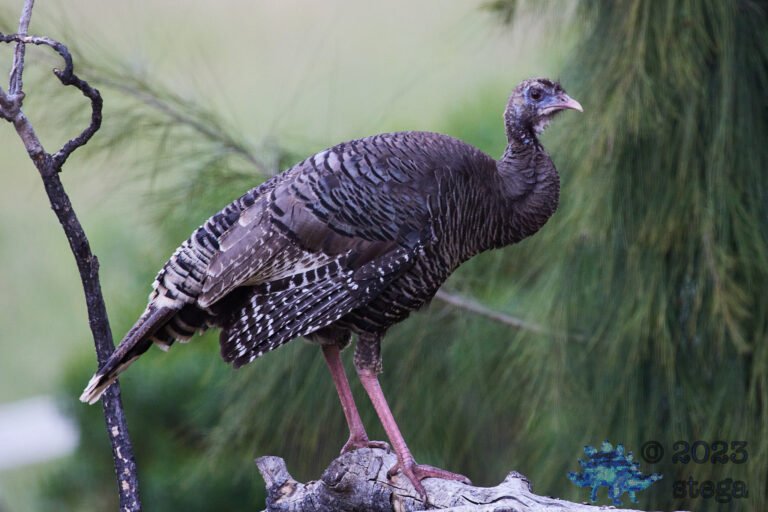 Wild Turkey