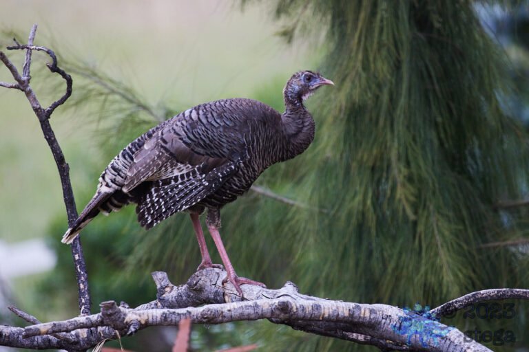 Wild Turkey