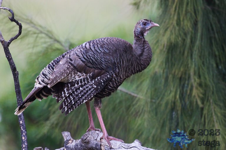 Wild Turkey