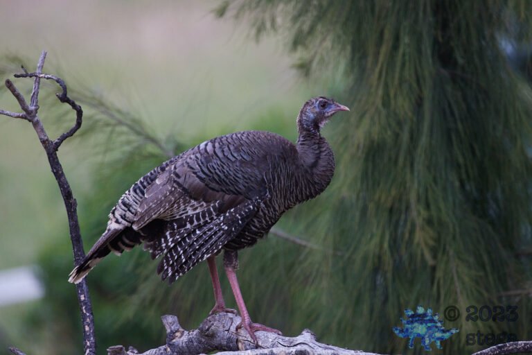 Wild Turkey