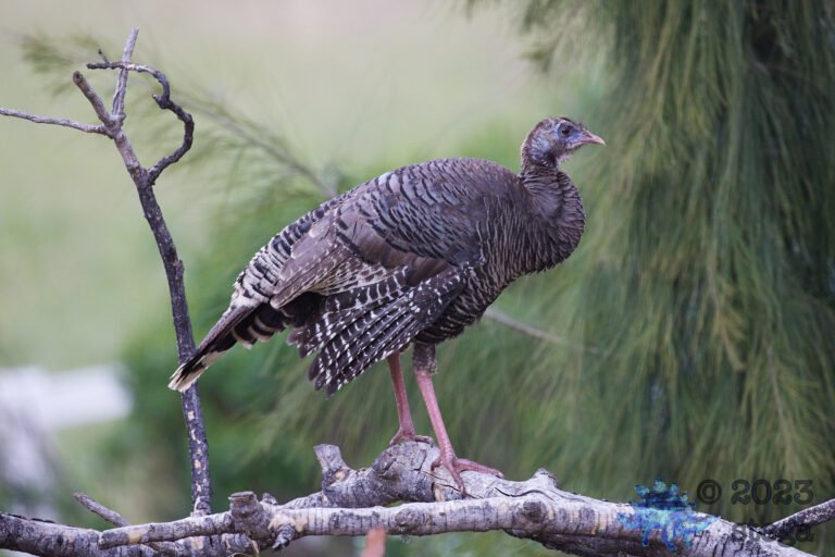 Wild Turkey