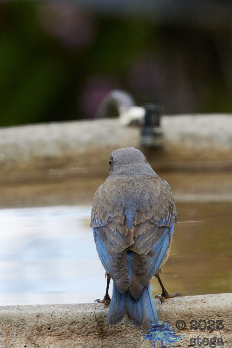 Western Bluebird