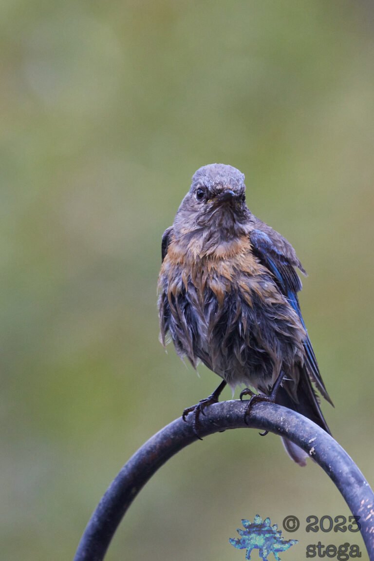 Western Bluebird