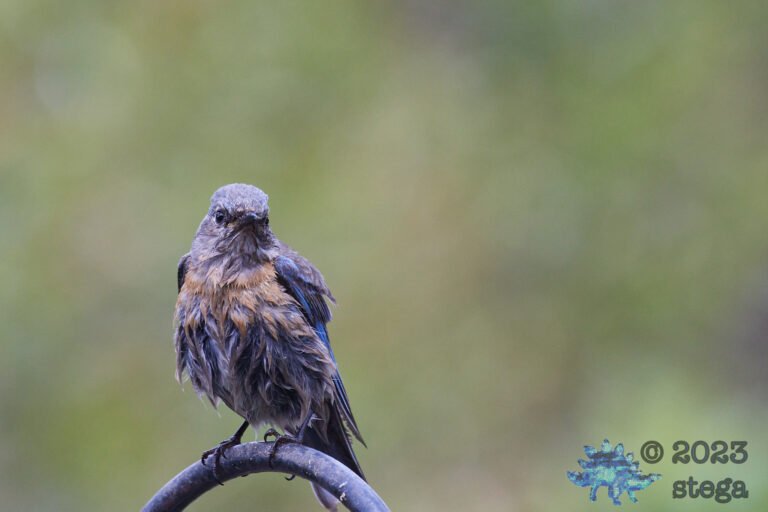 Western Bluebird