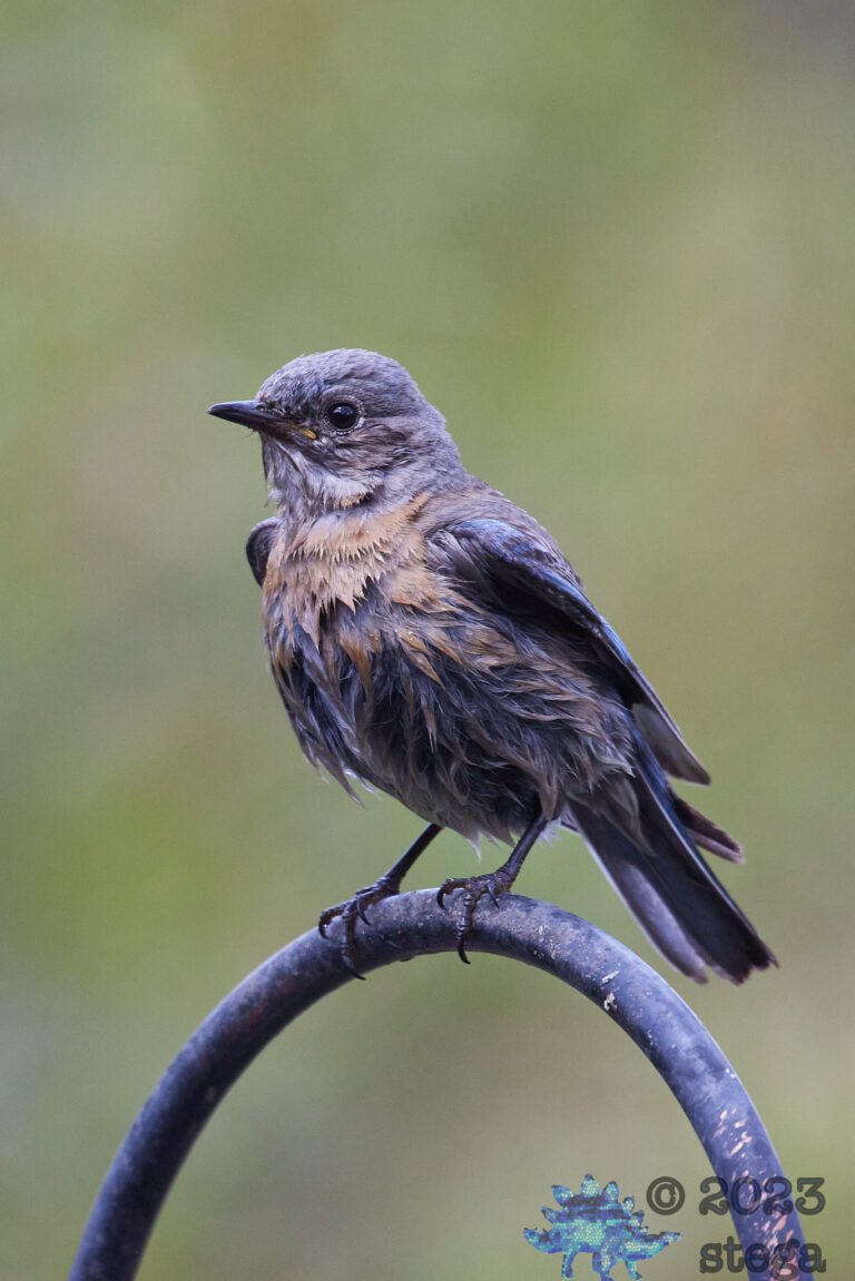 Western Bluebird