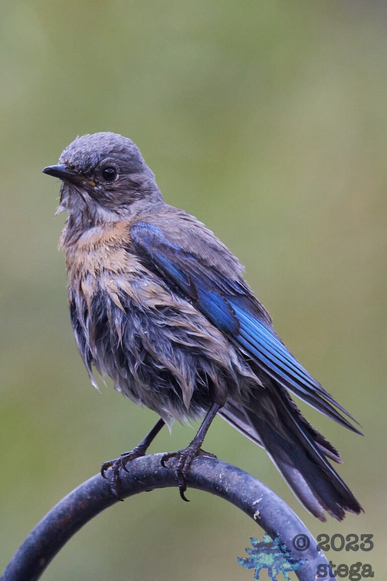 Western Bluebird