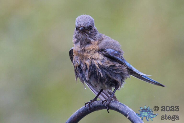 Western Bluebird