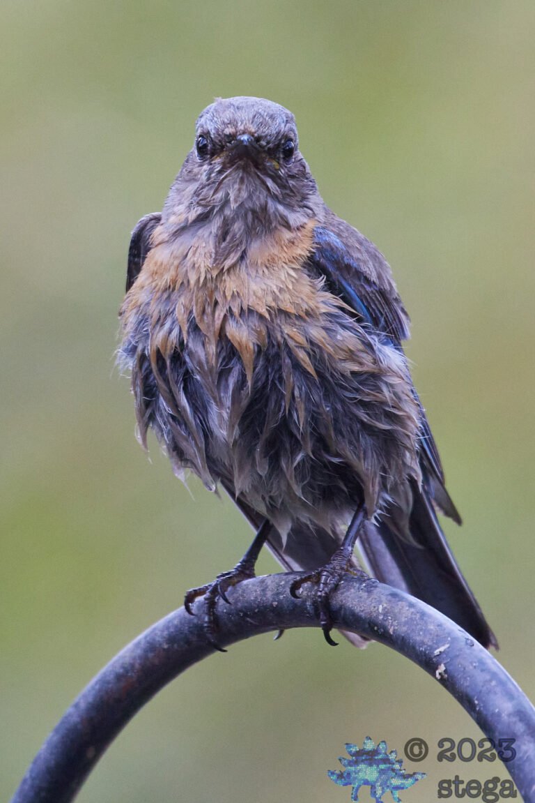 Western Bluebird