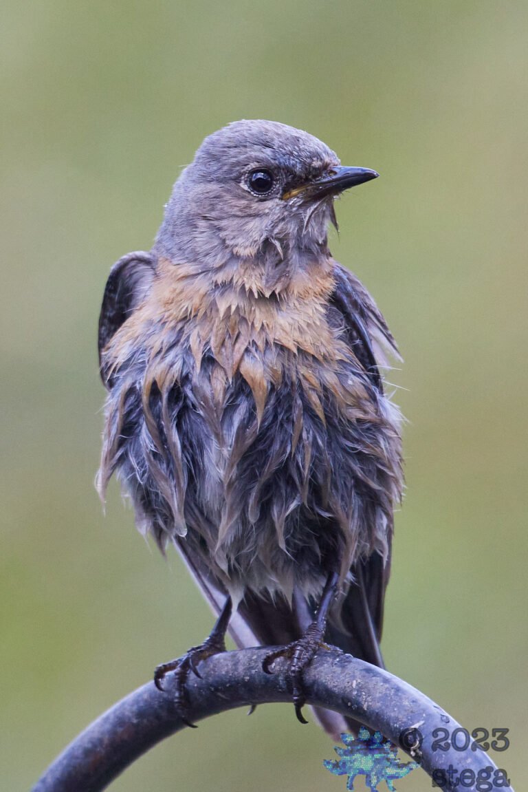 Western Bluebird