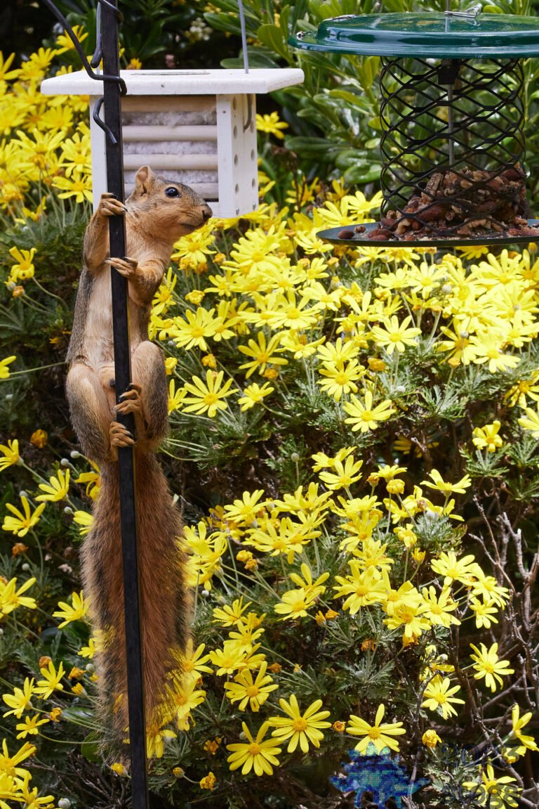 Fox Squirrel