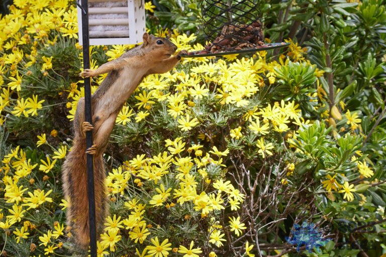 Fox Squirrel