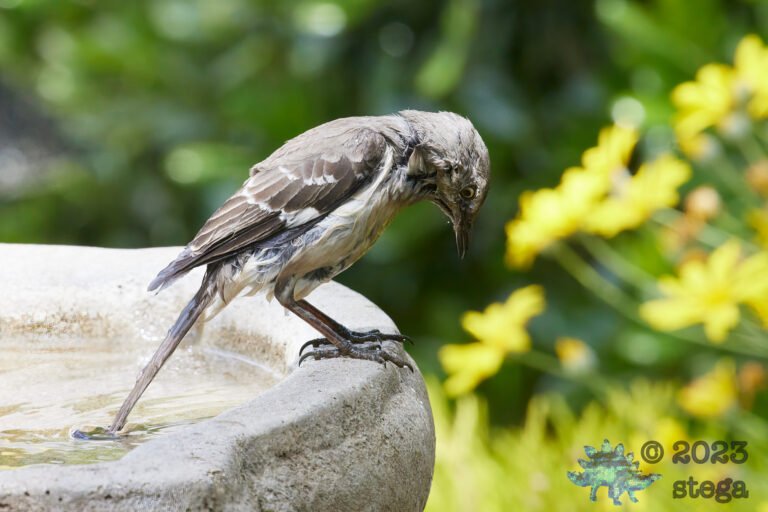 Northern Mockingbird