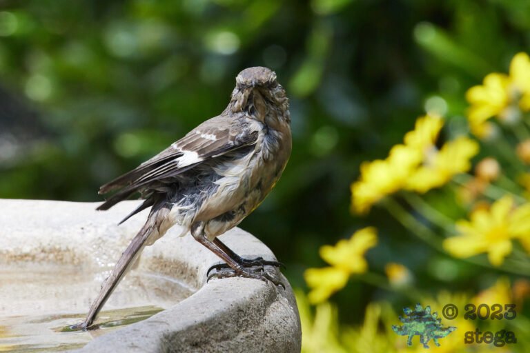Northern Mockingbird