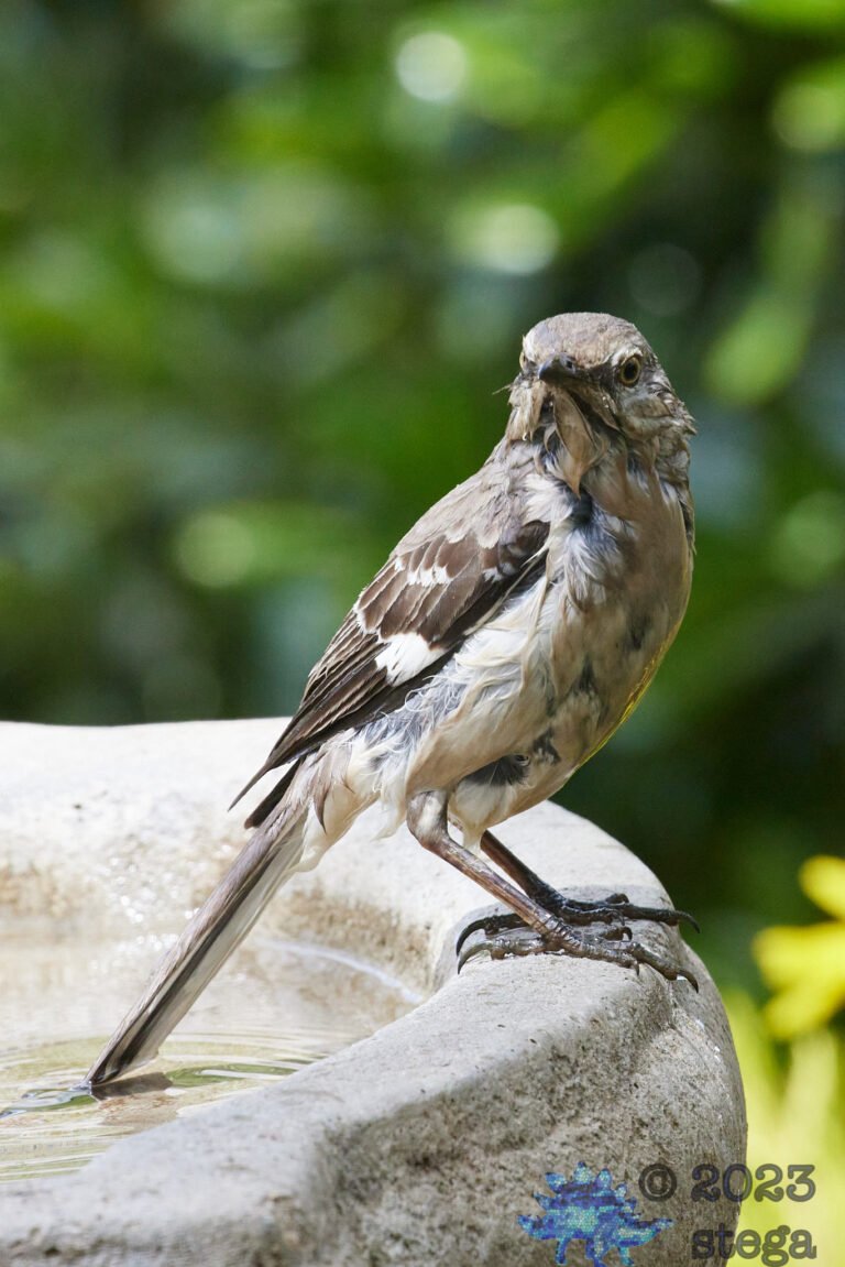 Northern Mockingbird