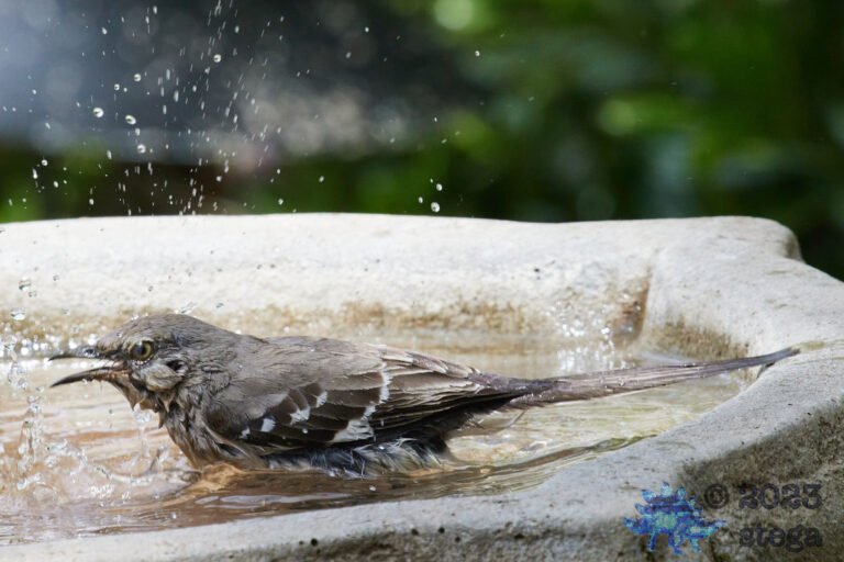 Northern Mockingbird