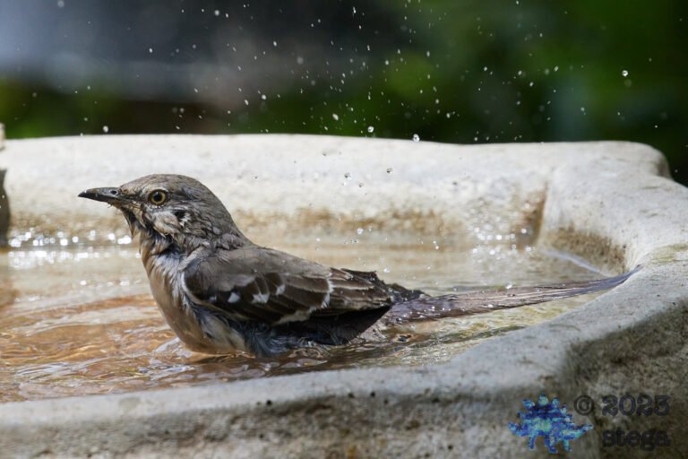 Northern Mockingbird