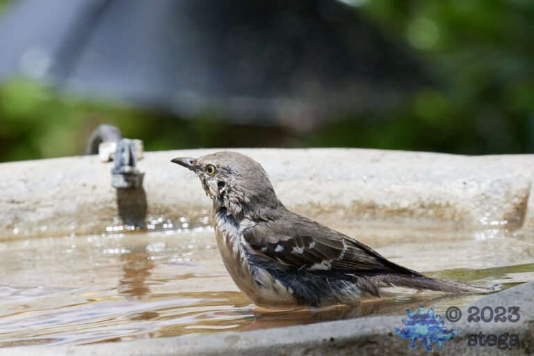 Northern Mockingbird