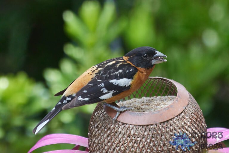 Black-Headed Grosbeak