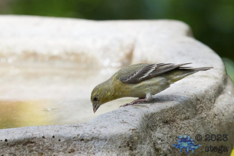 Lesser Goldfinch
