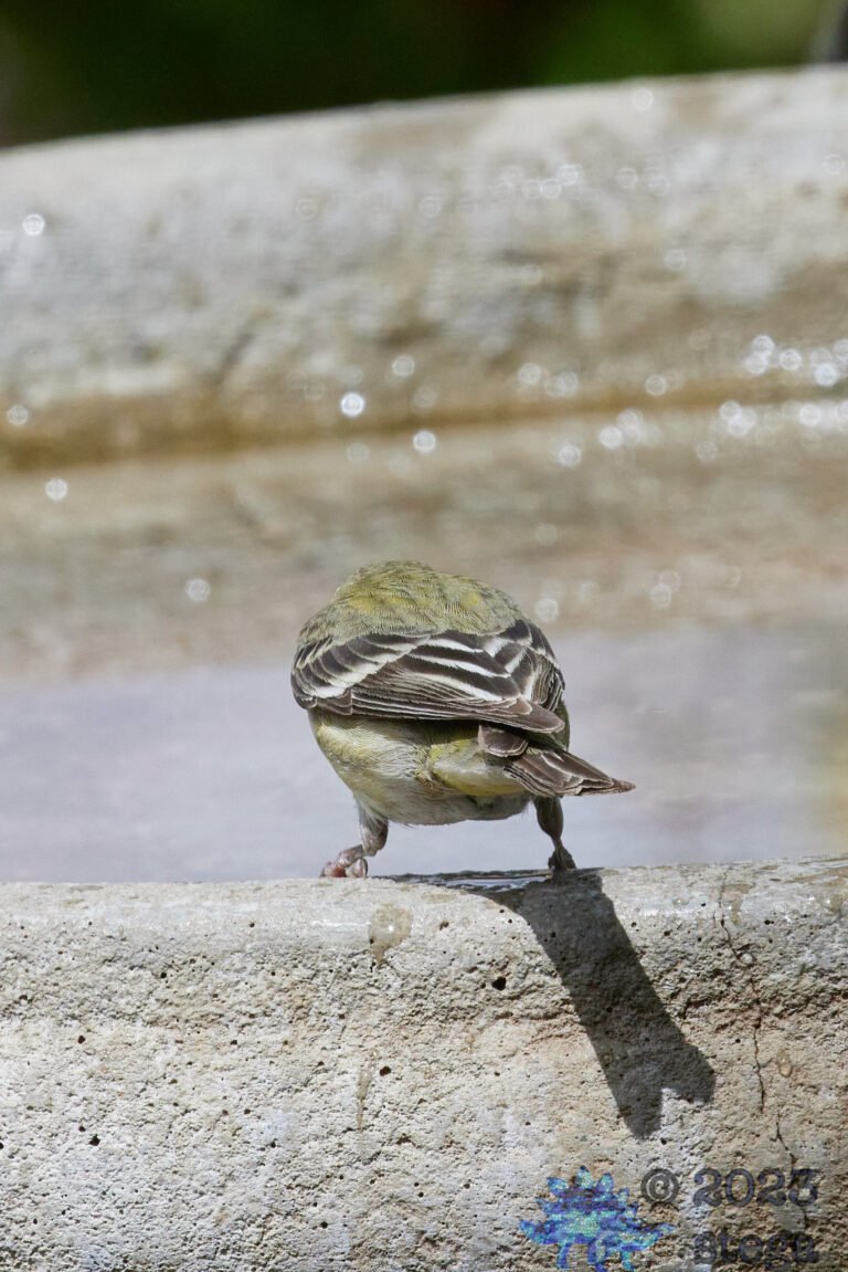 Lesser Goldfinch