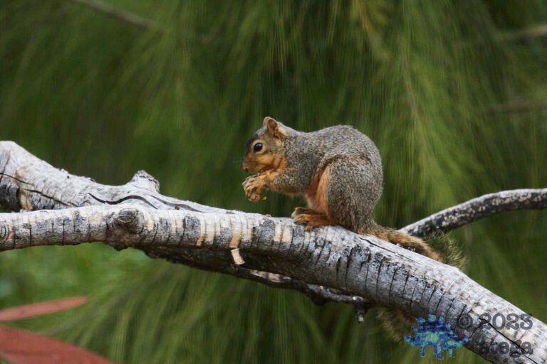 Fox Squirrel