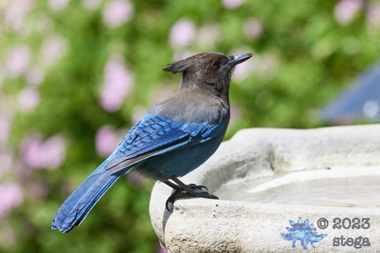 Steller’s Jay