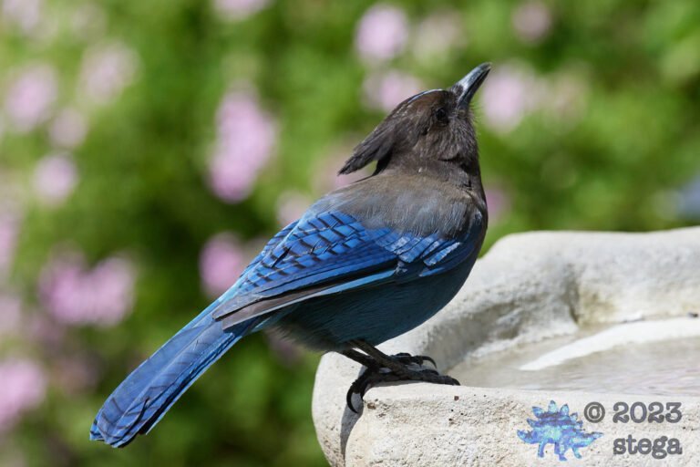 Steller’s Jay