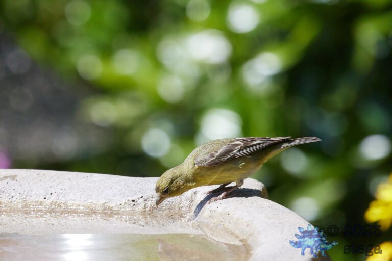 Lesser Goldfinch