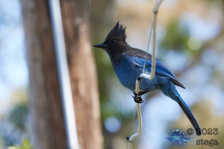 Steller’s Jay
