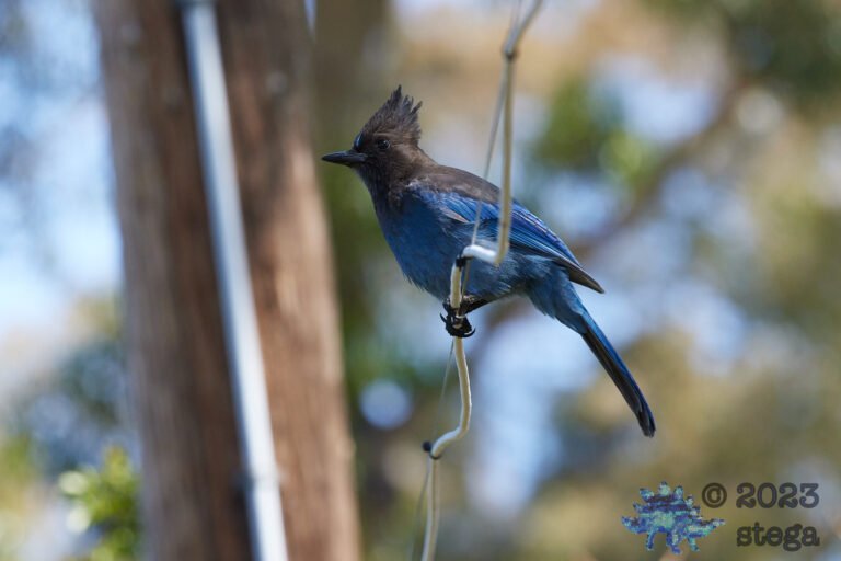 Steller’s Jay